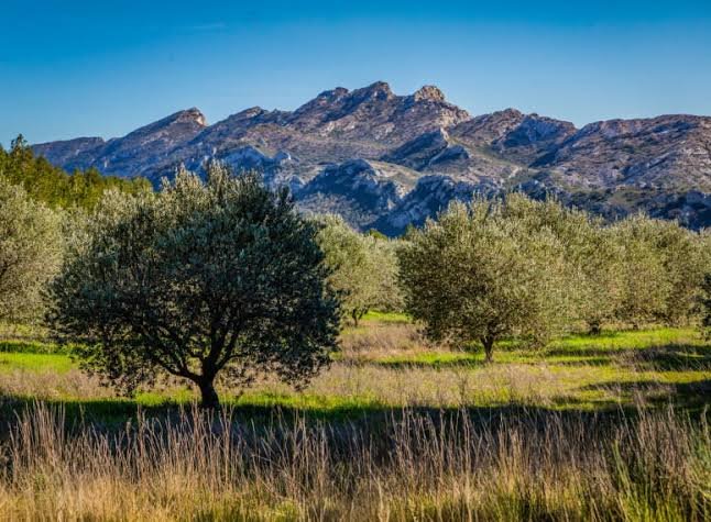 paysage-maison-alpilles-nemetia